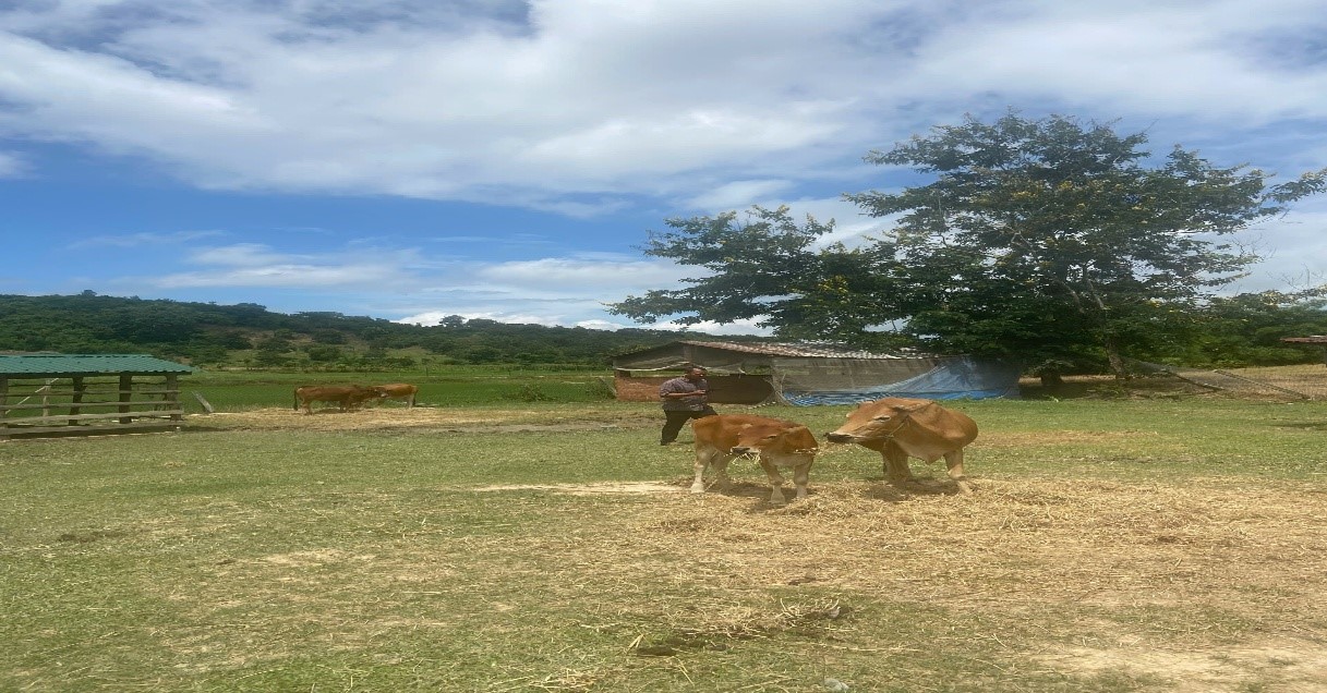 Mô hình phát triển kinh tế từ nguồn vốn vay Ngân hàng chính sách xã hội huyện Krông Ana